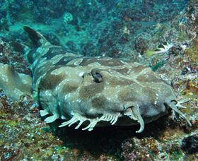 Henderson Rock Dive Site - Attractions 2