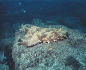 Scottish Prince Dive Site - Attractions 0