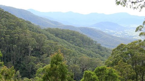 South East Forests National Park - Attractions 1