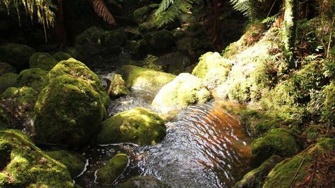South East Forests National Park - Attractions 0