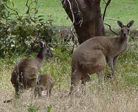 Capel Golf Club - Attractions 2