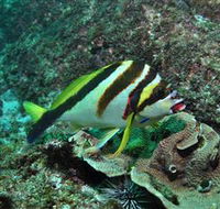 Palm Beach Reef Dive Site - Attractions