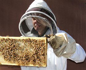 Superbee Honeyworld Gold Coast - Attractions 1