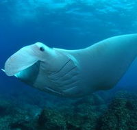Manta Bommie Dive Site - Attractions