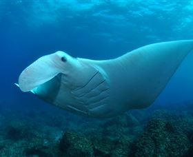 Manta Bommie Dive Site - Attractions 0