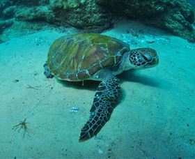 Manta Bommie Dive Site - Attractions 3