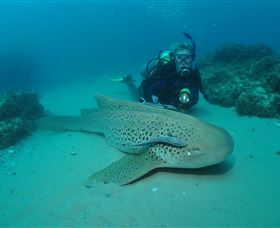 Manta Bommie Dive Site - Attractions 1