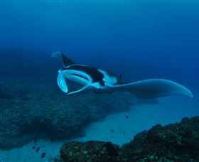 Manta Bommie Dive Site - Attractions 2