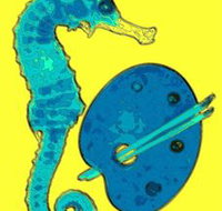 Woolgoolga Art Gallery - See Attractions