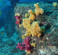 Shag Rock Dive Site - Attractions