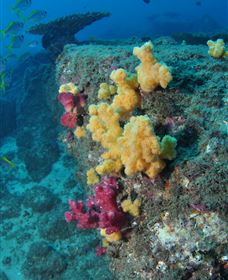 Shag Rock Dive Site - Attractions 0