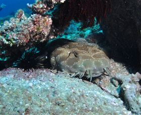 Shag Rock Dive Site - Attractions 3
