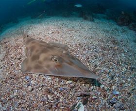 Shag Rock Dive Site - Attractions 1