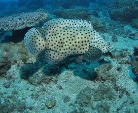 Shag Rock Dive Site - Attractions 2