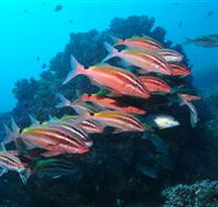 Flat Rock Dive Site - Attractions