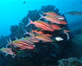 Flat Rock Dive Site - Attractions 0