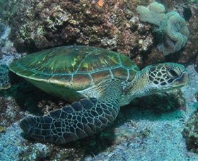 Flat Rock Dive Site - Attractions 1