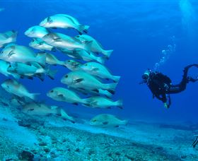 Flat Rock Dive Site - Attractions 3