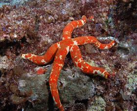 Flat Rock Dive Site - Attractions 2