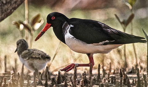 Brunswick Heads Nature Reserve - Attractions 2