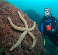 Cook Island Dive Site - Attractions
