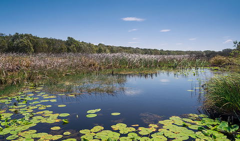 Tyagarah Nature Reserve - Attractions 1