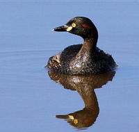 Panboola Wetlands - Attractions
