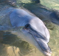 Dolphins of Monkey Mia - Attractions