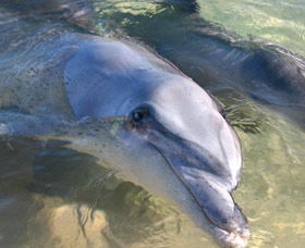 Dolphins Of Monkey Mia - Attractions Las Vegas 0
