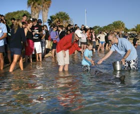 Dolphins Of Monkey Mia - Attractions Las Vegas 1