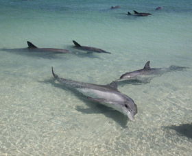 Dolphins Of Monkey Mia - Attractions Las Vegas 2