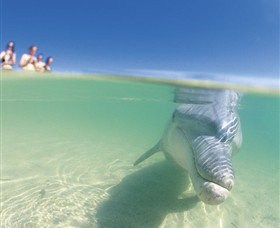 Monkey Mia - Attractions Las Vegas 1