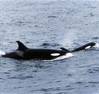 Killer Whale Trail - Attractions