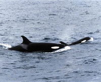 Killer Whale Trail