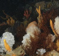 Point Hicks Marine National Park - Attractions