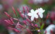 Jasmin Organics Skincare Farm And Factory - thumb 3