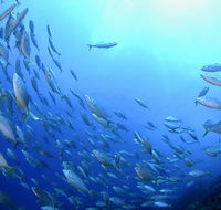 Cape Byron Marine Park - Attractions