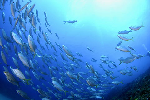 Cape Byron Marine Park - Attractions 0
