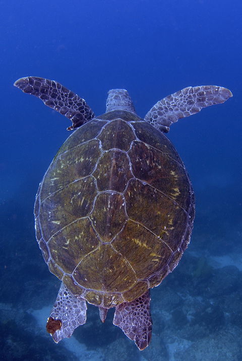 Cape Byron Marine Park - Attractions 3