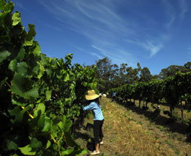 Cullen Wines - Attractions 1