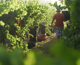 Cullen Wines - Attractions 2