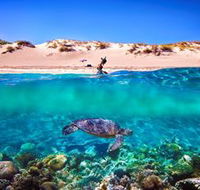 Snorkel the Ningaloo Reef - Attractions