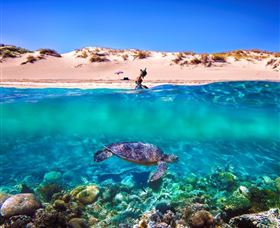 Snorkel The Ningaloo Reef - Attractions 0