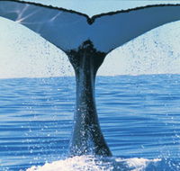 Humpback Whales - Attractions