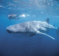 Swim with the Whale Sharks - Attractions