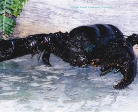 Lobster Ponds - Attractions 2