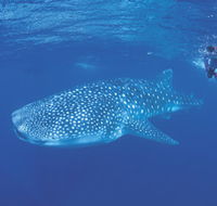 Ningaloo Reef - Attractions