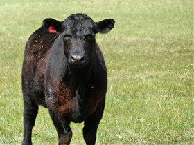 Denham Farm Beef And Lamb - Attractions 0