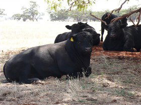 Denham Farm Beef And Lamb - Attractions 1