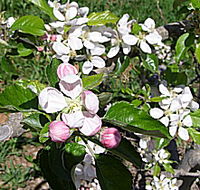 Avro Park Orchards - Attractions